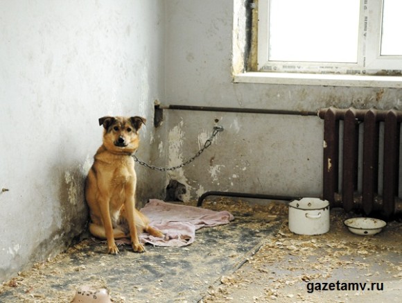В Воркуте потратили почти 2,5 миллиона рублей на бездомных животных 